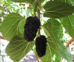 Шелковица черная-4
