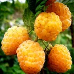 Малина Желтый гигант-3