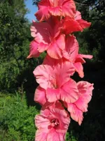 Гладиолус Россия-1