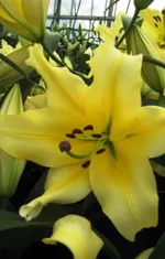 Барута (Baruta)-2