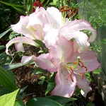 Бразилия (Brasilia)-3