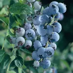 Блуголд (раннеспелый)-2