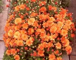 Хризантема Мультифлора Бранбич Оранж (Branbeach Orange)-2