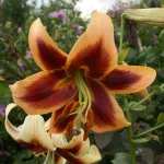 Дебби (Debby)-3