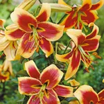 Дебби (Debby)-2