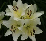 Эрколано (Ercolano)-4