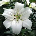 Элайнер (Eyeliner)-4