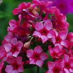 Флокс метельчатый Редкариббен(Redcaribbean)-2