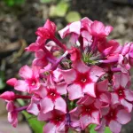 Флокс метельчатый Редкариббен(Redcaribbean)-4