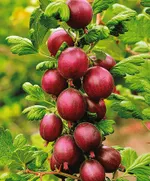 Финский красный -4