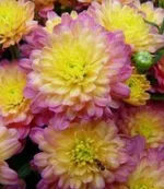 Хризантема Мультифлора Жаклин Пич (Jacqueline Peach)-2