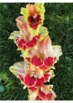 Гладиолус Огни Арбата-4