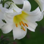 Регал Альбум (Regale Album)-2