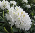 Рододендрон Каннингемс Уайт -2