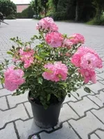 Роза Флирт, Кордес-2