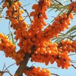 Ботаническая-3