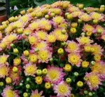 Хризантема Мультифлора Жаклин Пич (Jacqueline Peach)-3