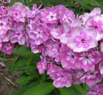 Флокс метельчатый Меджик Блу (MagicBlue)-3