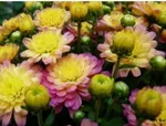 Хризантема Мультифлора Жаклин Пич (Jacqueline Peach)-4