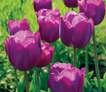 Пепл Прайд-2