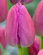 Пепл Прайд-3