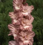 Гладиолус Шоколадница-2