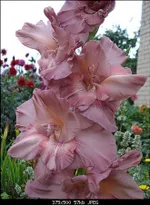 Гладиолус Шоколадница-3