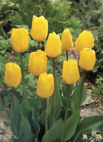 Голден Оксфорд-2