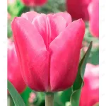   Джамбо Пинк-4