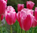   Джамбо Пинк-2