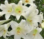 Вайт Пленет (White Planet)-2