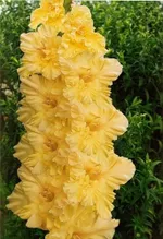 Гладиолус Золотая десятка-3