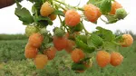 Золотые купола-2