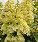 Канделайт-4