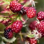 Княженика София-4