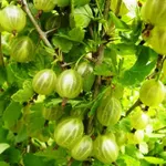 Балтийский-2