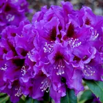 Рододендрон Распутин-4