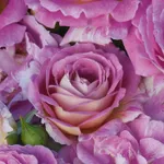 Роза Бич Хилкадо, флорибунда-2