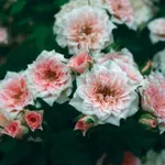 Роза Даниела миниатюрная-3