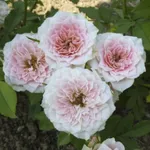 Роза Даниела миниатюрная-4