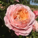 Роза Чантилли миниатюрная-2