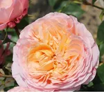 Роза Чантилли миниатюрная-3