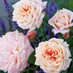 Роза Амаретто флорибунда, Топалович-4