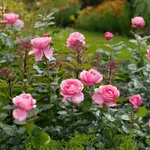 Роза Дезире чайно-гибридная-2