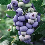 Дарроу (позднеспелый)-4