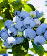 Нельсон (позднеспелый)-3