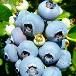 Нельсон (позднеспелый)-4