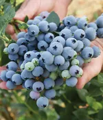 Спартан (раннеспелый)-2