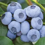 Либерти (позднеспелый)-3