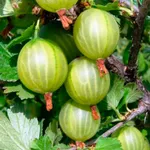 Балтийский-3